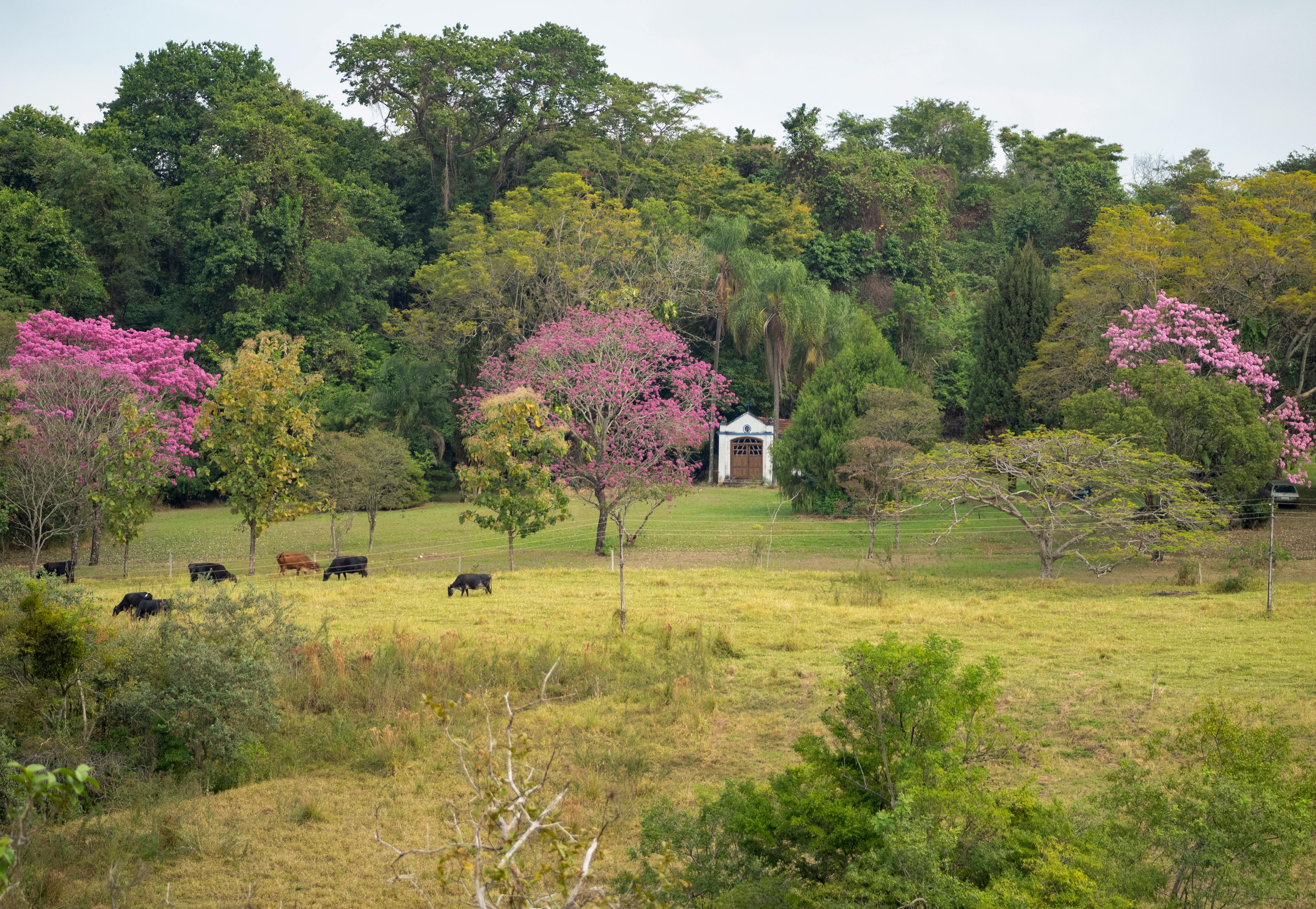 A field with a distant building, trees and grazing cows