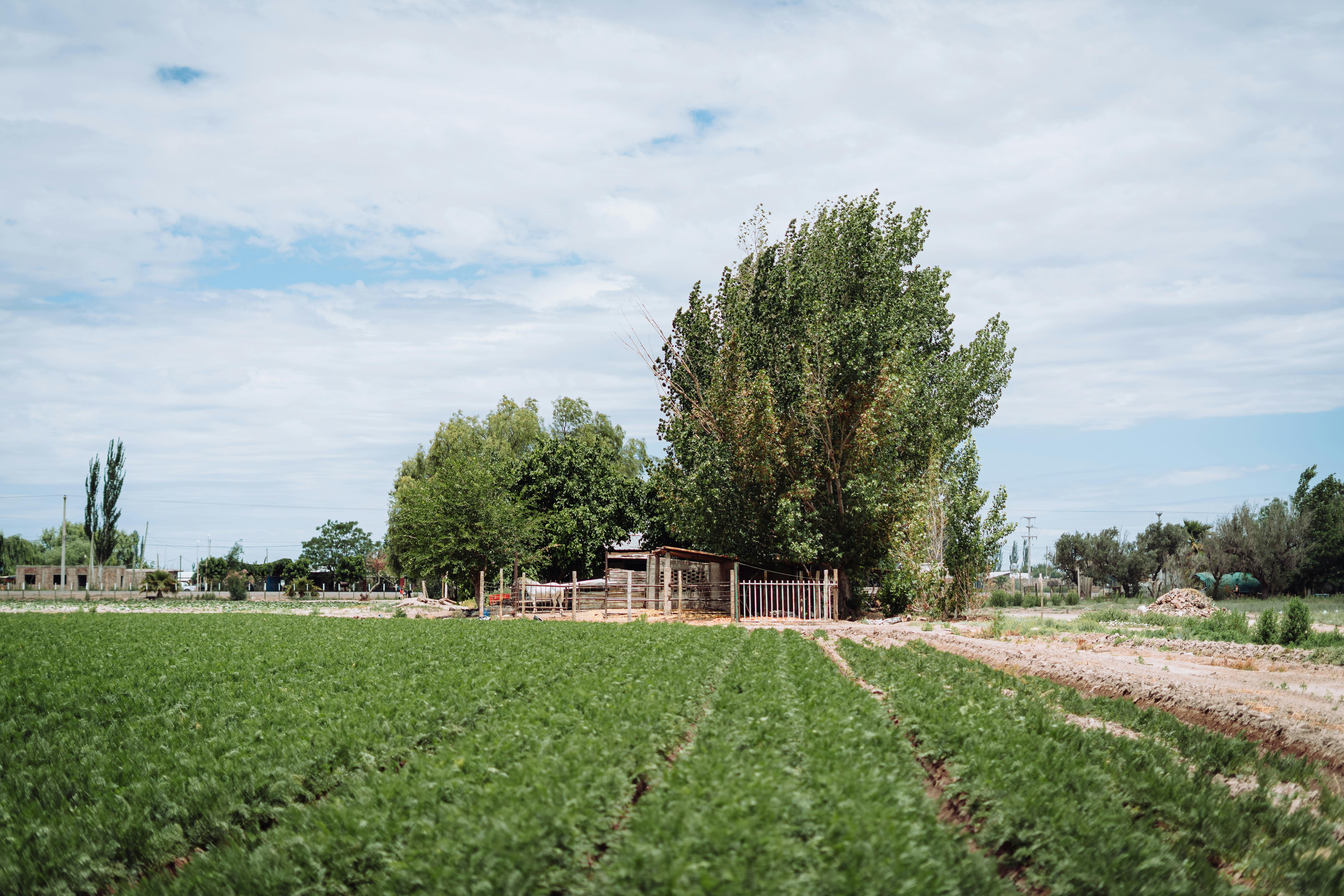 Overlooking a Farm Crops with Distant Trees and a Shed